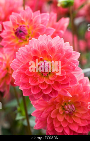 Dahlie "Kilburn Rose". Seerose-Dahlie. Stockfoto