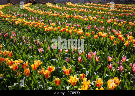 Blumen im Keukenhof Park, Niederlande, auch bekannt als der Garten Europas, ist der weltweit größte Blumengarten. Stockfoto