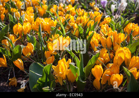 Blumen im Keukenhof Park, Niederlande, auch bekannt als der Garten Europas, ist der weltweit größte Blumengarten. Stockfoto