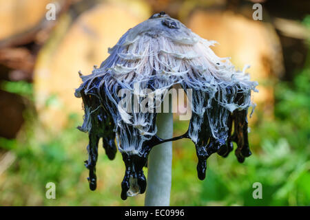 Shaggy Tinte GAP Pilz (Coprinus Comatus), auch bekannt als Rechtsanwalt die Perücke in einem Wald in Schottland. Stockfoto