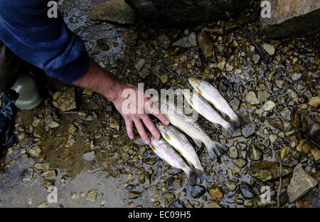 Fünf Forellen auf dem Boden angezeigt. Stockfoto