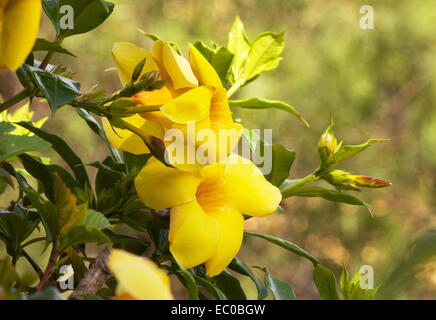 Gelbe Allamanda (Allamanda Cathartica) Pflanze in Blüte Stockfoto