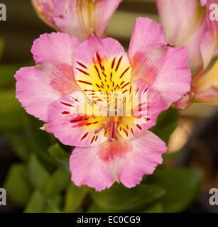 Spektakuläre leuchtend rosa Alstroemeria Blüte mit gelbem Schlund & rote & braune Streifen Hintergrund von dunkelgrünem Laub Stockfoto