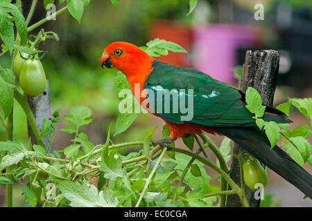 Spektakuläre lebhafte rote & grüne australische männlichen König Papagei, einen wilden Vogel, auf Tomatenpflanzen, etwa zum Schlemmen, grüne Frucht in einem Hausgarten Stockfoto