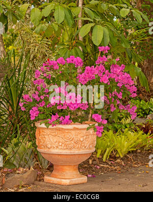 Bambino Bougainvillea "Bokay" mit Massen von leuchtend rot / rosa Blüten wachsen in große dekorative Terrakotta-container Stockfoto