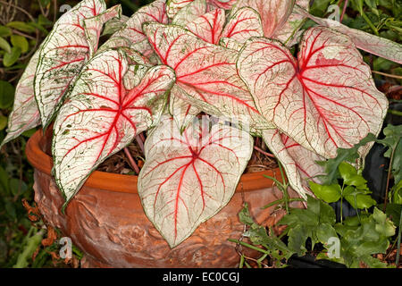 Caladium mit dichten Ansammlung von großen roten & weiße Blätter mit Hauch von Grün wächst in große dekorative Terrakotta-Topf Stockfoto