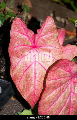 Große leuchtend roten herzförmigen Blätter Caladium mit tieferen roten Adern vor einem dunklen Hintergrund Stockfoto