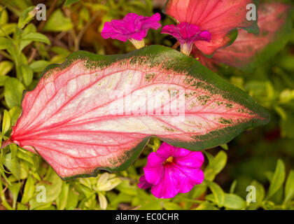 Ungewöhnliche & schöne Caladium Blatt mit lebhaft rote Äderchen auf großen rosa pfeilförmige Blatt mit grünem Rand Stockfoto