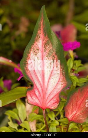 Ungewöhnliche & schöne Caladium Blatt mit lebhaft rote Äderchen auf großen rosa pfeilförmige Blatt mit breiten grünen Kanten Stockfoto