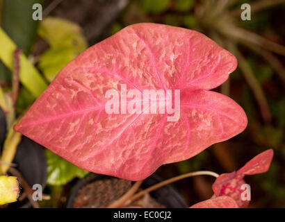 Große herzförmige brillante rote Blatt der Caladium vor einem dunklen Hintergrund Stockfoto