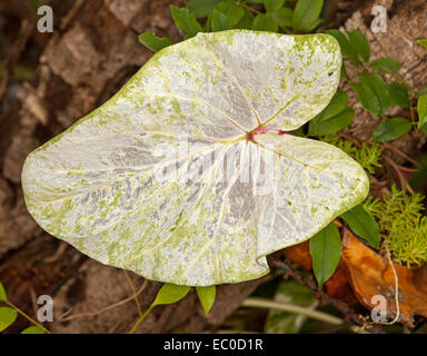 Große fast durchsichtig Caladium Blatt, weiß mit Spritzern von hellgrün und Hauch von rot mit Stiel Stockfoto