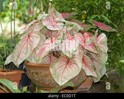 Caladium mit dichten Ansammlung von großen roten & weiße Blätter mit Hauch von Grün wächst in große dekorative Terrakotta-Topf Stockfoto