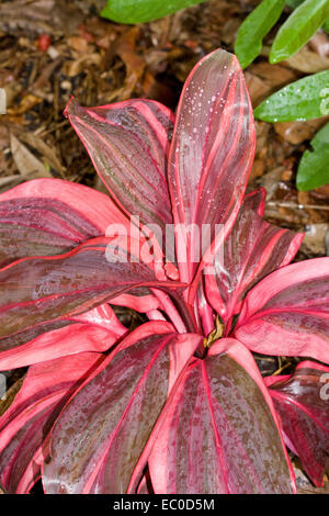 Lebendiges Rot und rosa gestreiften Blätter der Cordyline Fruticosa rosa Champion - eine attraktive Blattpflanze mit Regentropfen auf Laub Stockfoto