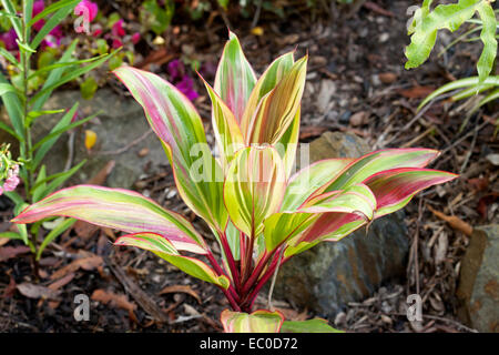 Cordyline Fruticosa Rosa - Blätter Blattpflanze mit attraktiven bunten rot, gelb & grün vor einem dunklen Hintergrund Stockfoto