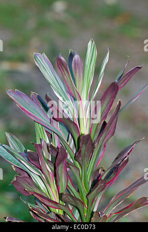 Cordyline Fruticosa "Pink Freude" - Blattpflanze mit attraktiven bunt rot und grün Blätter auf hellgrünem Hintergrund Stockfoto