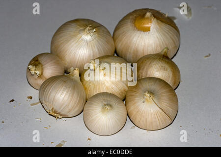 Cluster von frisch geernteten Birnen des riesigen russischen / Elefant Knoblauch auf blassen Hintergrund Stockfoto