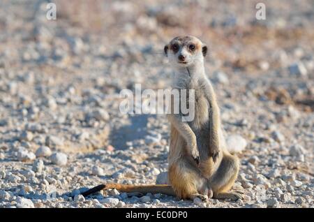 Erdmännchen (Suricata Suricatta), Männchen, sitzen entlang eine Gravel Road, Kgalagadi Transfrontier Park, Northern Cape, Südafrika Stockfoto