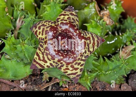 Ungewöhnliche braun und gelb gefleckten Blume Huernia Zebrina Life Saver Anlage und grünen Stängel dieser weitläufigen Sukkulente Stockfoto