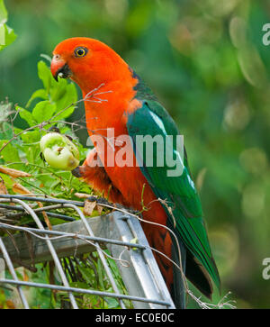 Spektakuläre lebhafte rote & grüne australische männlichen König Papagei, einen wilden Vogel, Essen grüne Tomaten statt in erhöhten Kralle im Hausgarten Stockfoto