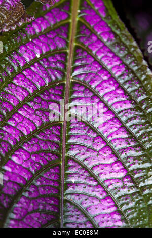 Nahaufnahme, atemberaubende hell lila Blatt mit schwarzen Adern, Strobilanthes Dyerianus persischer Schild Pflanze, subtropischen Blattpflanze Stockfoto