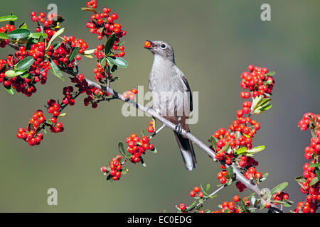 Townsend die Solitaire Myadestes Townsendi Patagonien Berge, Santa Cruz County, Arizona, USA 5 Dezember Erwachsene Stockfoto