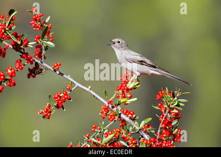 Townsend die Solitaire Myadestes Townsendi Patagonien Berge, Santa Cruz County, Arizona, USA 5 Dezember Erwachsene Stockfoto