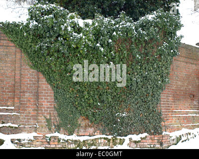 Grünen Efeu bedeckt im Schnee auf einer Steinmauer Stockfoto