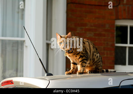 Bengal-Katze saß auf dem Dach des Autos Stockfoto