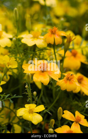 Tagetes Tenuifolia Blumen. Helle farbige Ringelblumen. Stockfoto