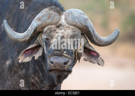 Kaffernbüffel (Syncerus Caffer) mit Redbilled Oxpecker, Buphagus Erythrorhynchus, Krüger Nationalpark, Südafrika Stockfoto