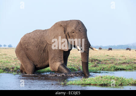 Afrikanischer Elefant (Loxodonta Africana) im Wasser, Chobe Nationalpark, Botswana, Stockfoto