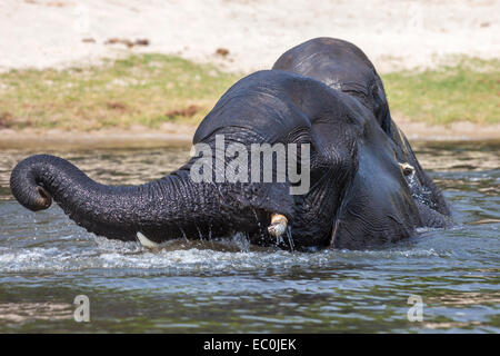 Afrikanischen Elefantenbullen Baden in den Chobe während der Überquerung des Flusses (Loxodonta Africana), Chobe Nationalpark, Botswana, Afrika, Stockfoto