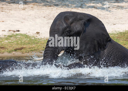 Afrikanischen Elefantenbullen Baden in den Chobe während der Überquerung des Flusses (Loxodonta Africana), Chobe Nationalpark, Botswana, Afrika Stockfoto