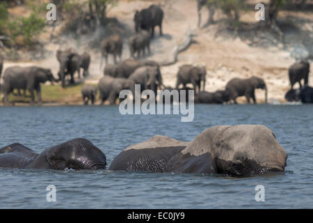 Afrikanische Elefanten (Loxodonta Africana) über Chobe Nationalpark, Botswana Chobe Fluss schwimmen Stockfoto