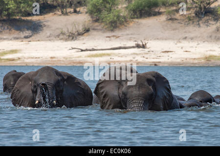 Afrikanische Elefanten (Loxodonta Africana) über Chobe Nationalpark, Botswana Chobe Fluss schwimmen Stockfoto