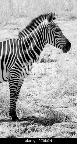 Zebra in Schwarz & Weiß Stockfoto