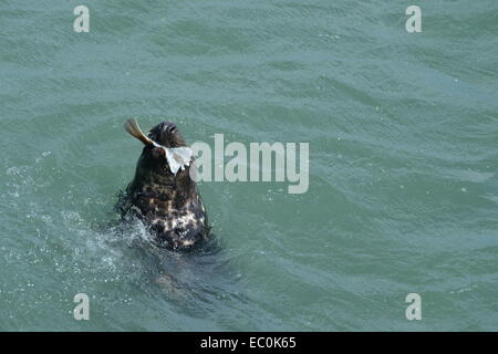 Seehund mit Flossen um Fische ernähren sich beim Schwimmen im Meer vor Mumbles Stockfoto