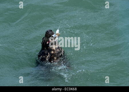 Seehund mit Flossen um Fische ernähren sich beim Schwimmen im Meer vor Mumbles Stockfoto