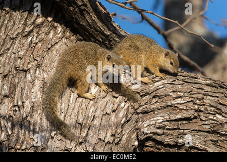 Baum Eichhörnchen (Paraxerus Cepapi), Krüger Nationalpark, Südafrika, Oktober 2014 Stockfoto