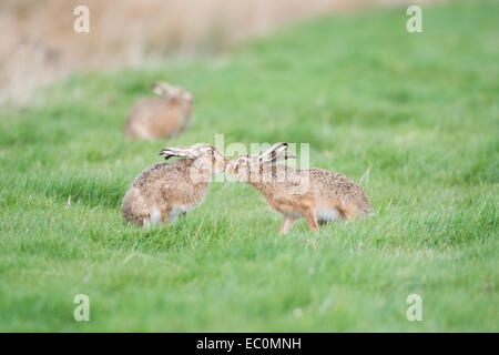 Brown-Hasen (Lepus Europaeus), Saison Erwachsene männliche und weibliche "Boxen" während der Paarung Frühling.  East Anglia, Großbritannien Stockfoto