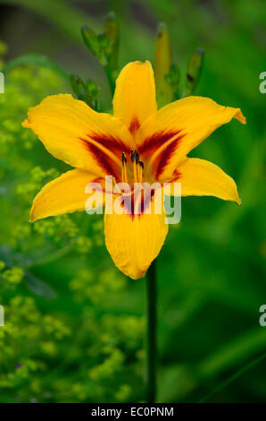 Porträt von Hemerocallis-Taglilien "Herzstück" in einem Blumengarten Grenze hautnah Stockfoto
