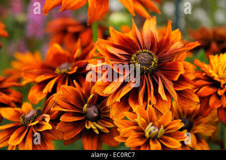 Nahaufnahme von einer bunten Rudbeckia Hirta "Cherokee Sunset" in eine Blume-Grenze Stockfoto