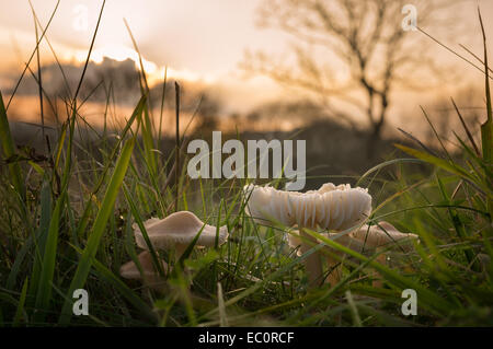 Eine Gruppe von Waxcap Pilze wachsen in den Ausläufern der Surrey Hills, gegen einen Sonnenuntergang Stockfoto