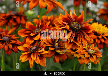 Nahaufnahme von einer bunten Rudbeckia Hirta "Cherokee Sunset" in eine Blume-Grenze Stockfoto