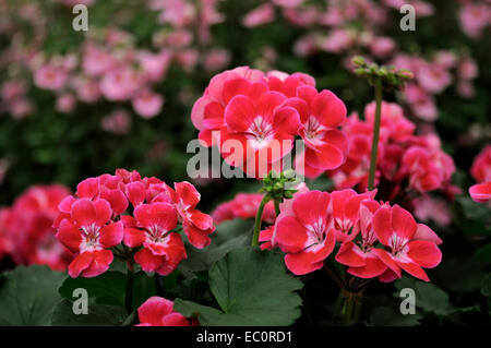 Nahaufnahme einer bunten Pelargonium Größenwahn "Dunkle Himbeere" Stockfoto