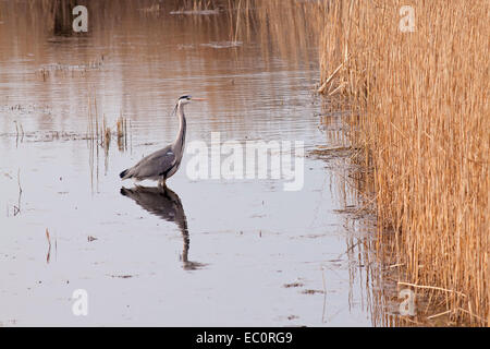 Heron Jagd nach Fisch Stockfoto