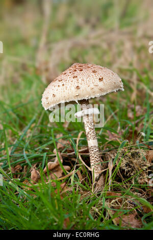 Sonnenschirm Pilz Stockfoto