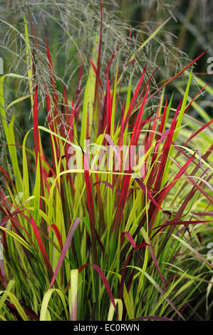 Nahaufnahme des Grases Imperata Rubra Cylindrica 'Red Baron' Stockfoto