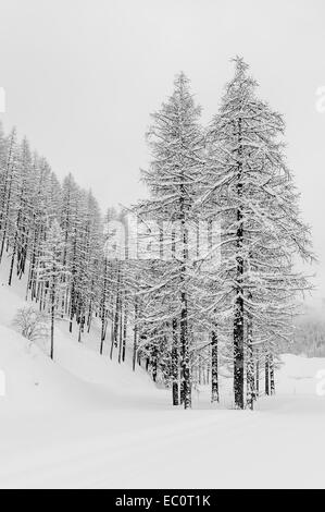 Einige Bäume in einem Wald bei starkem Schneefall. Schwarz und Weiß-Konvertierung. Stockfoto