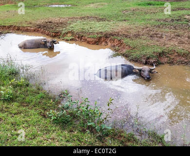 Großer Thai Büffel in dem kleinen Sumpf. Stockfoto